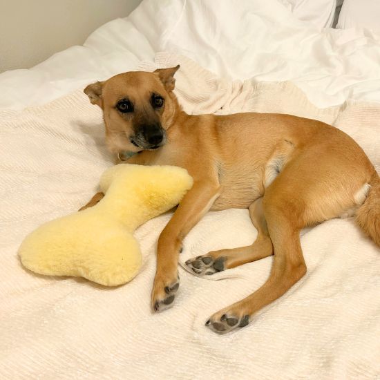 The Ranchers™ — Sheepskin Bone Toy Collection